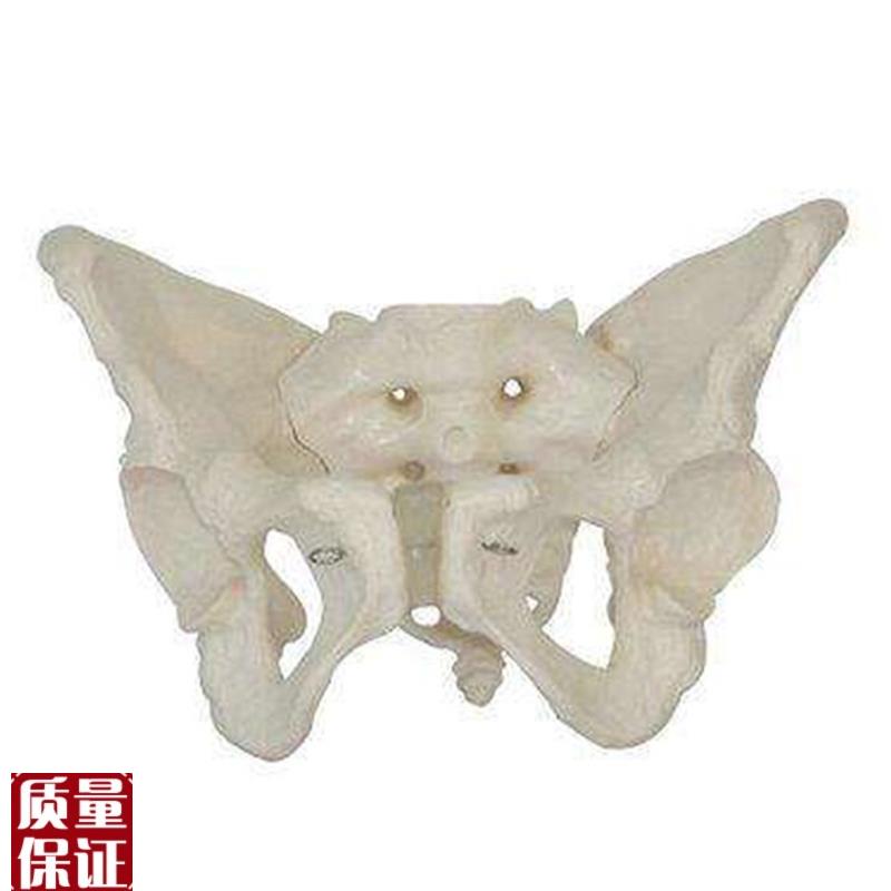 女性假骨盆模型人体骨骼解剖教学K训练医学用标本骨盆模