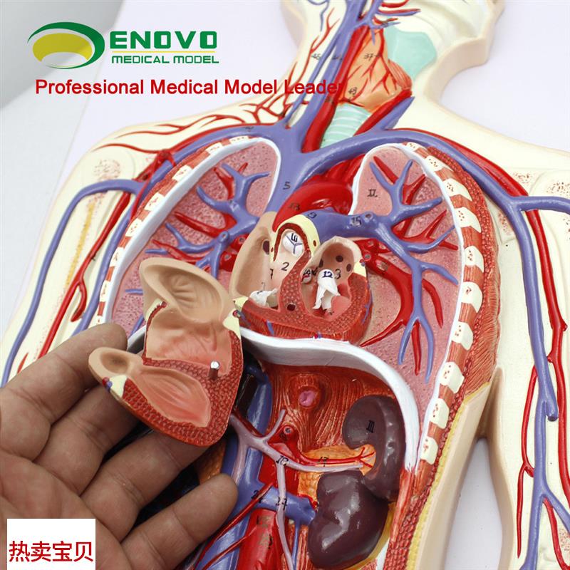 ENOVO颐诺人体血液循环系统模型体循环肺循P环双循环心血管介入心
