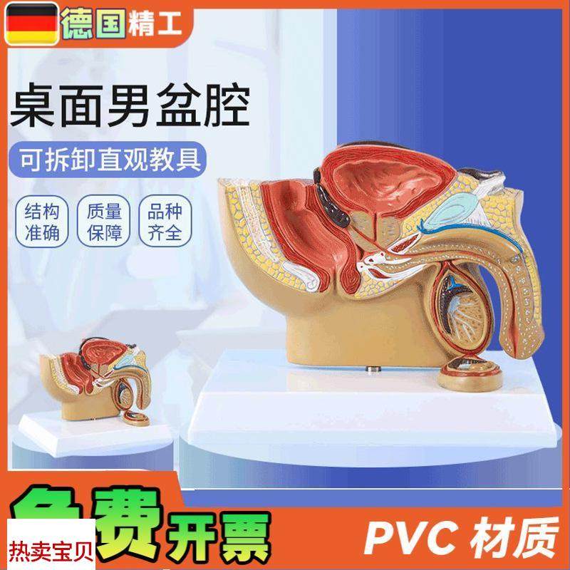 德国】男性盆腔前l列腺泌尿生殖系统睾丸切面解剖模型男科计生展