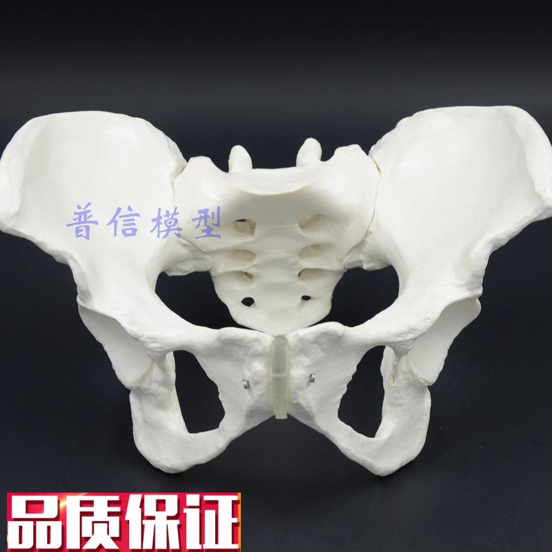 1比1女性骨盆模型髂骨坐骨耻骨演示模型盆骨医Z用骨骼模型