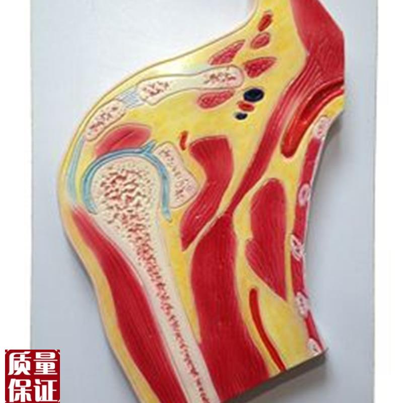 肩关节剖面模f型人体肩部肌肉骨骼韧带脂肪组织解剖模型实拍闪