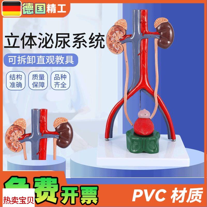德国】人体立体泌尿系统模型肾脏模型动静脉模型泌V尿系统医学教
