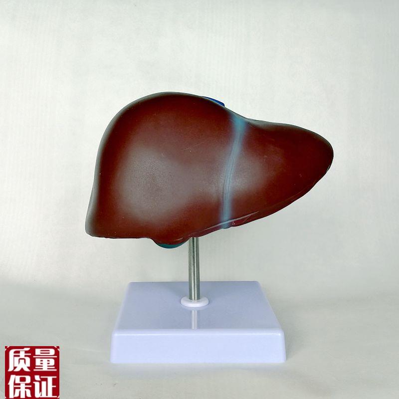 1:1肝脏模型肝胆管血管分w布消化内脏医用解剖教具仿真塑胶器标