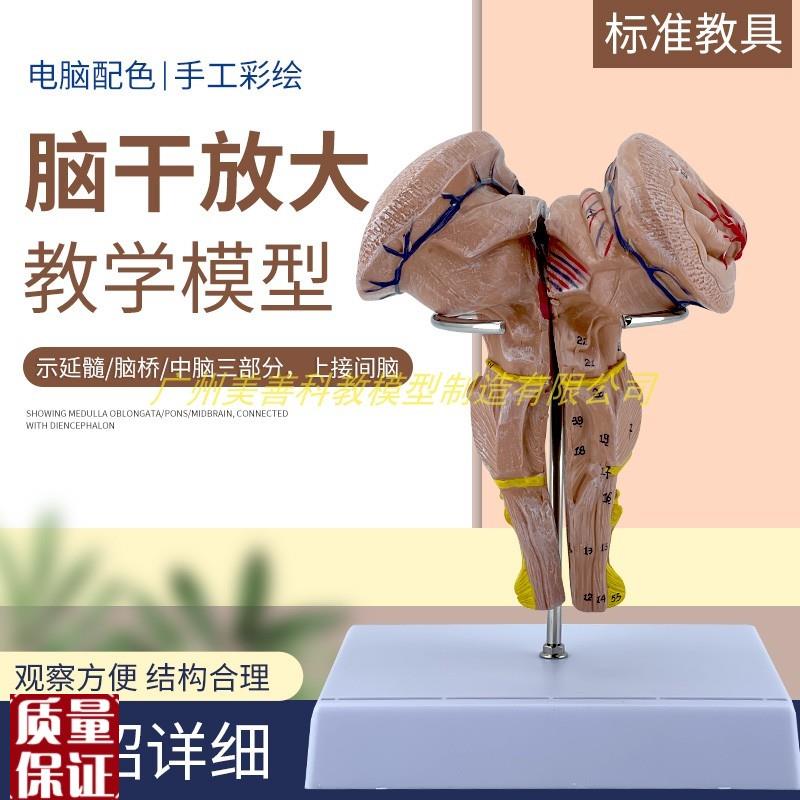 脑干间脑丘脑核团模o型人体大脑神经系统神经科教学教学医学用解