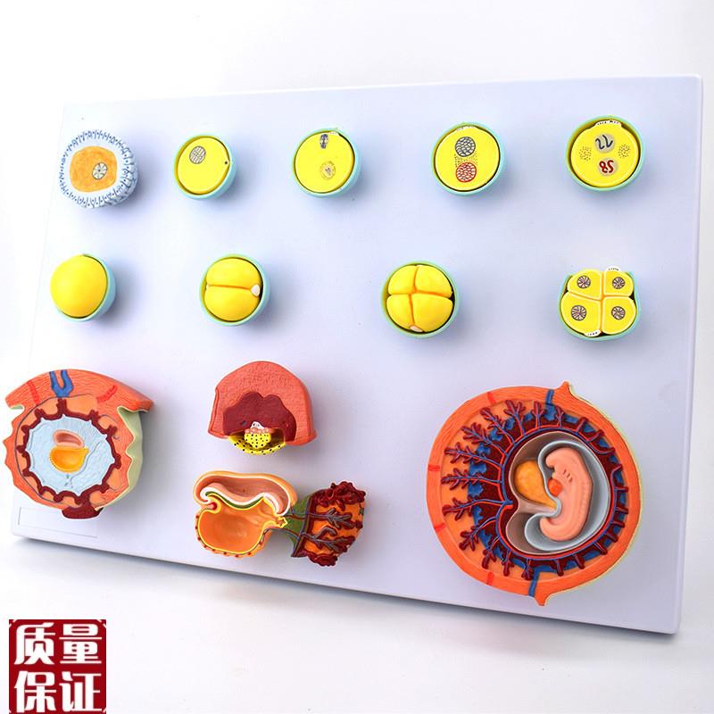 妊娠过程模型受精卵n胚胎发育过程精卵结合着床辅助生殖医学示教