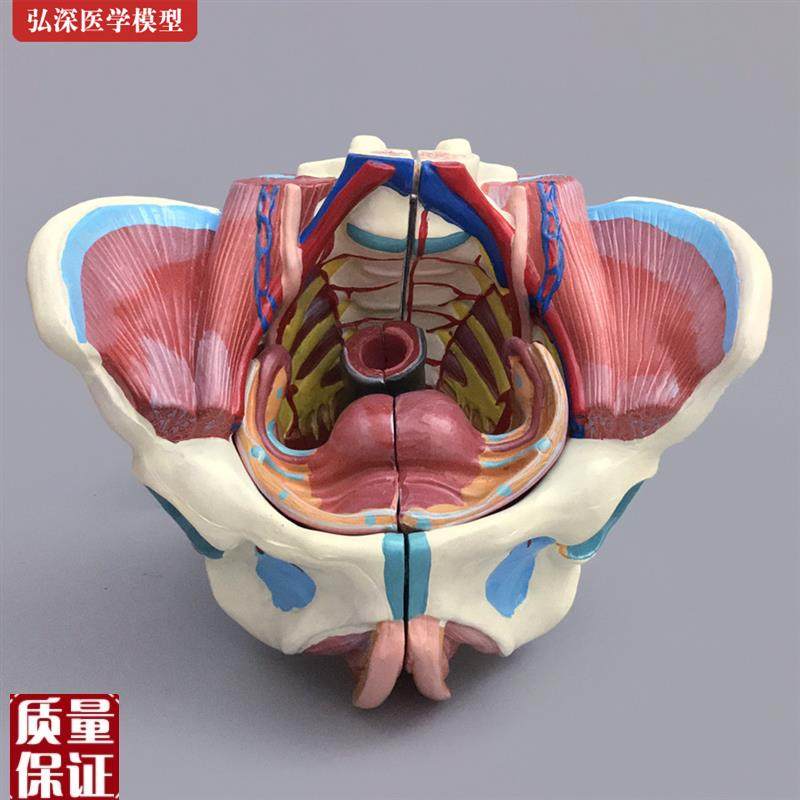 女性骨盆模型盆骨带生殖器v血管神经肌肉子宫人体解剖教学模具医