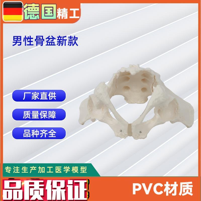 男性骨盆新款人体u骨骼模型骨盆教学模型教具