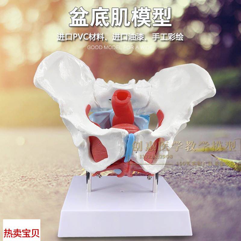 骨盆模型两节腰椎附盆底u肌模型女性骨盆生殖器官模型盆腔结构