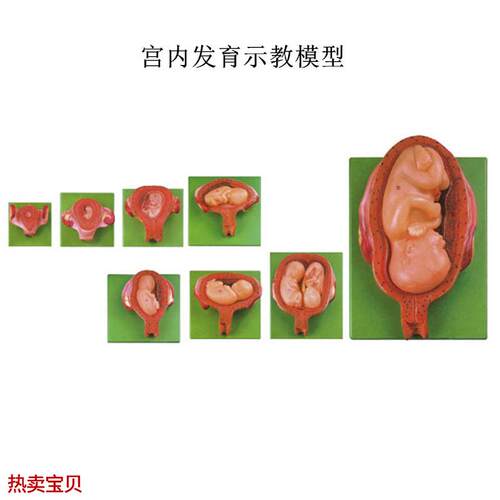 宫内发育示教模型