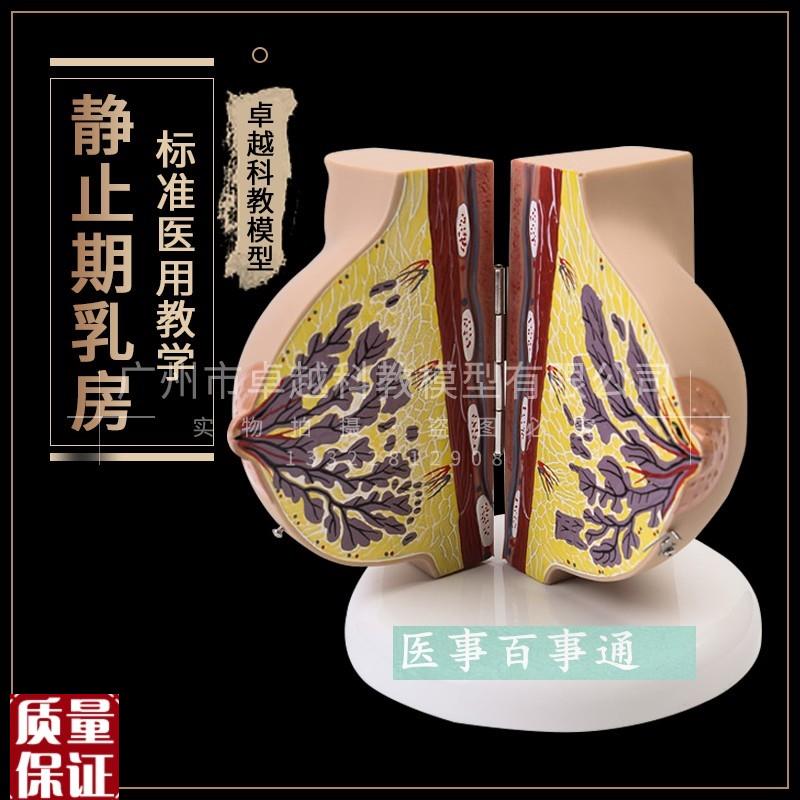 哺乳期乳房模具乳房解p剖模型催乳师培训乳房演示模型乳腺月嫂培