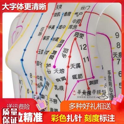超清楚针b灸铜人中医人体穴位模型人体模型人体穴位模型女48C