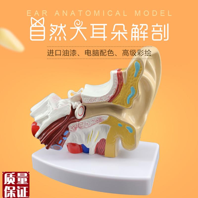 耳模型桌上型耳解剖模型外中内耳部听觉系统P器官耳朵构造硅胶耳