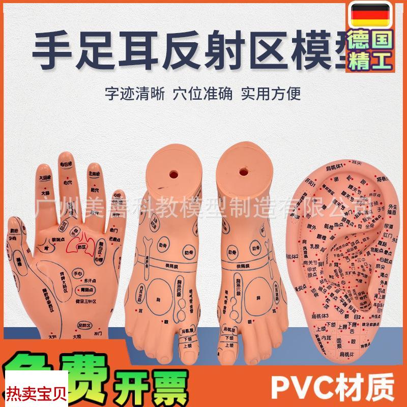 脚穴位模型足部底k耳模耳朵手经络手部推拿针灸足底脚模反射模型