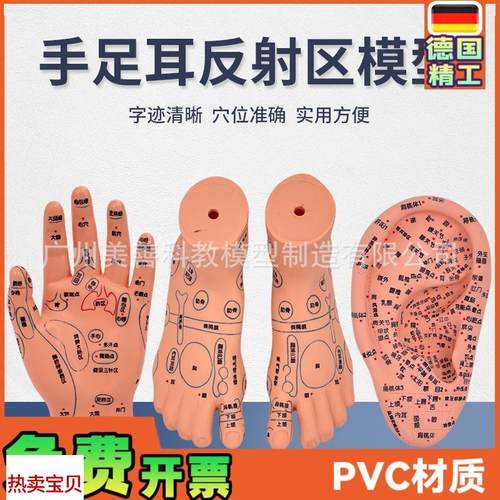 脚穴位模型足部底k耳模耳朵手经络手部推拿针灸足底脚模反射模型