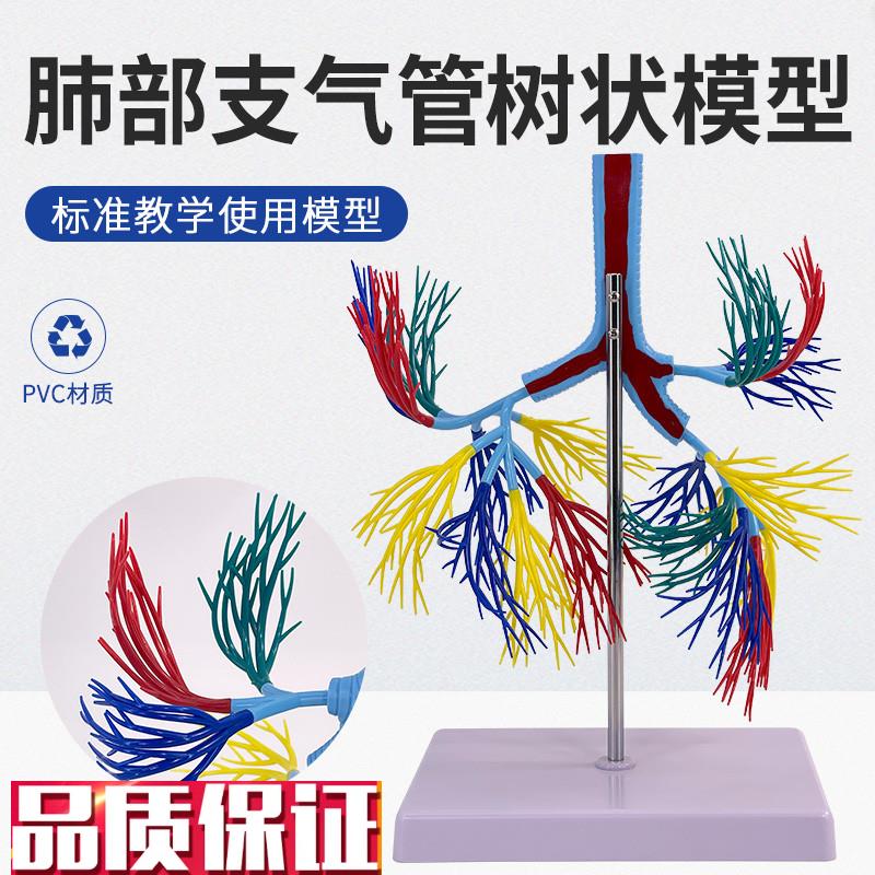 人体透明肺段肺脏解剖肺模型教仪医学模K型胸外科支气管树肺解剖