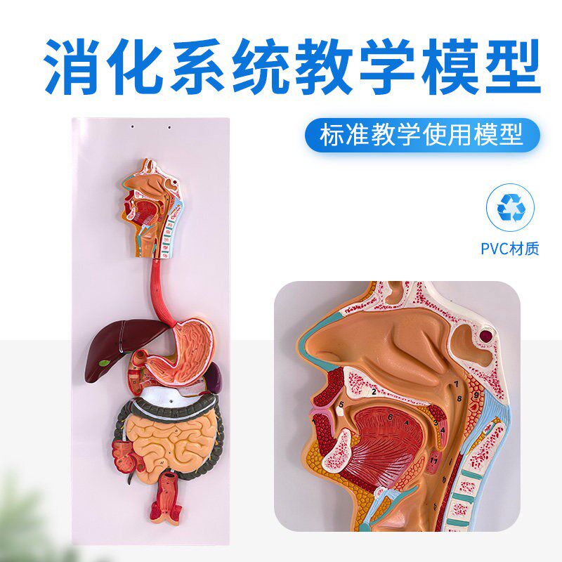 人体消化系统模型 肛门直肠 口鼻喉 食道胃模型 大U肠肝脏解剖模