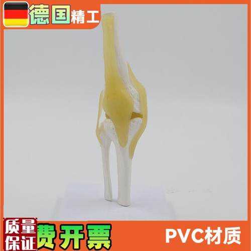 小型膝关节模型可弯曲q韧带医学礼品人体骨骼解剖教具股骨康复骨
