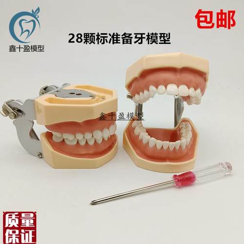牙科备牙模型28颗标准备牙模型可拆卸牙P粒练习制备窝洞嵌体