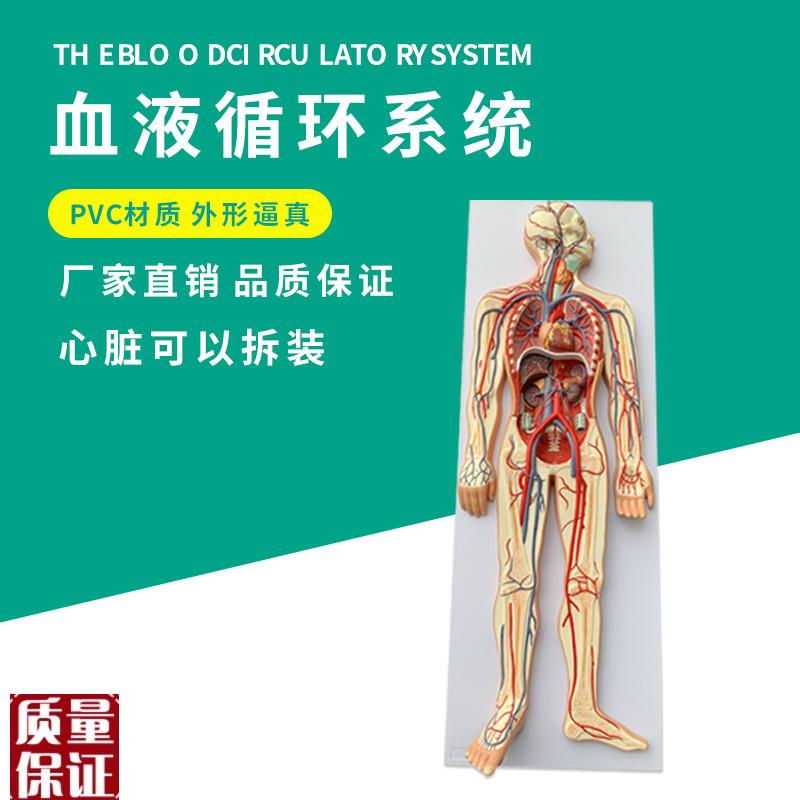 人体血液循环系统模型心血管介入心脏解剖心脑血管.动脉静脉模