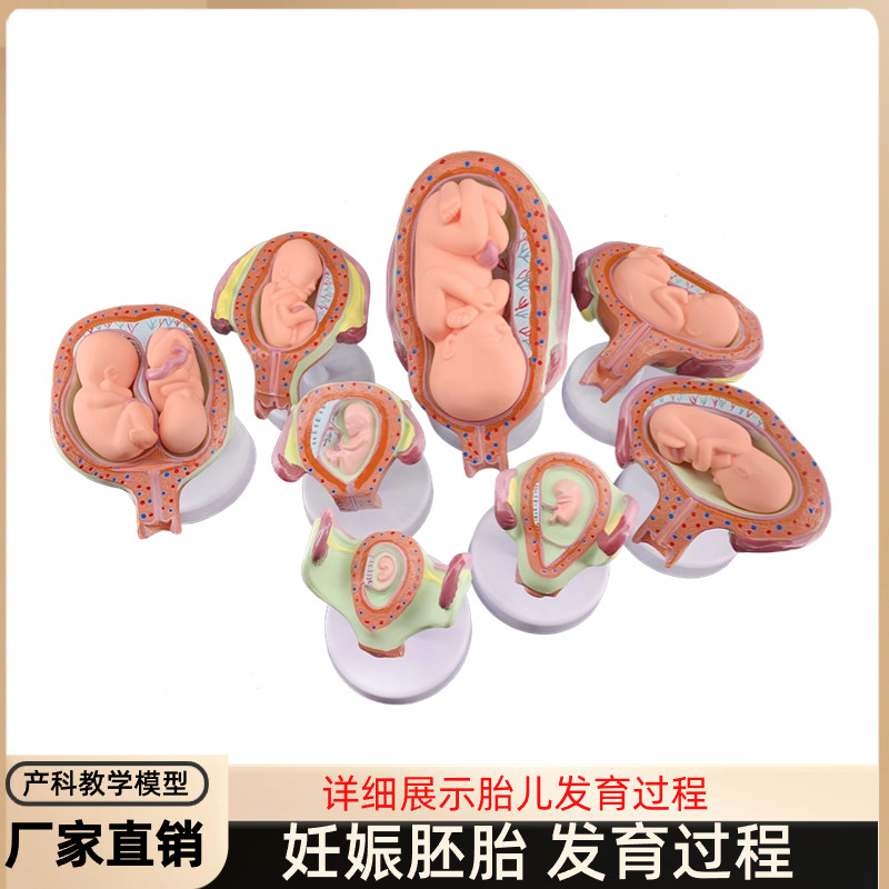 妊娠发育过程模型 胚胎计划生育模型 胎儿发育R过程模型 子宫解
