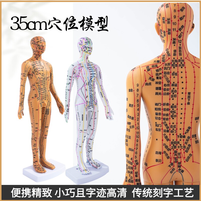 35cm中医人体针灸模型经络穴位中医全身十二铜人模特图.练习小皮