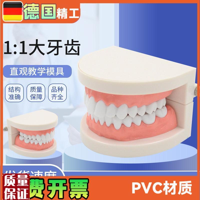 1比1大a口腔模型牙模型模具教具模具牙科教学模型可拆卸口腔假