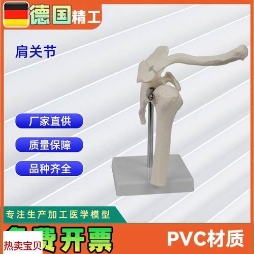 肩关节模型i医学训练人体器具医学教学器材