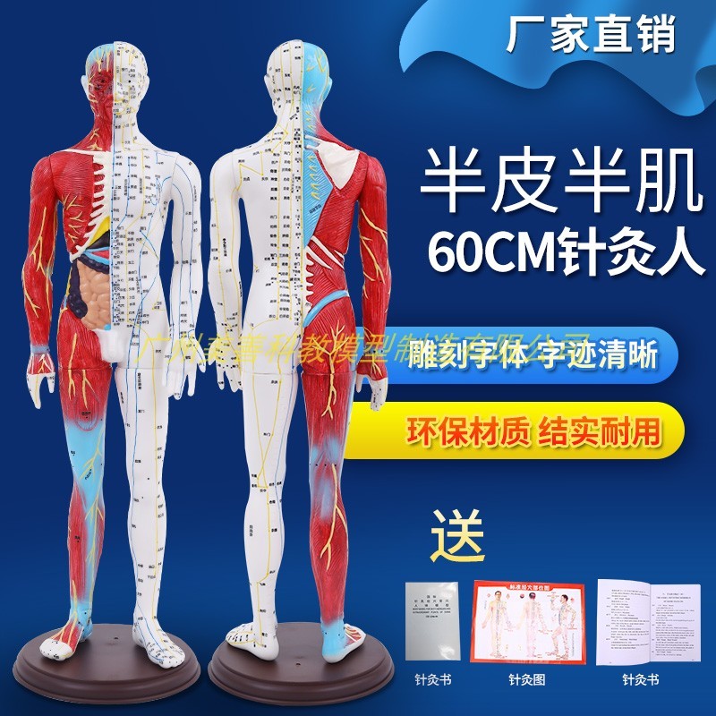 送图超清晰60cm人体针灸模型半肌肉解剖经络穴位模型针灸教学模型