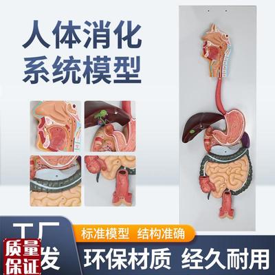 人体消化系统模型消化腺演示教学口腔H咽喉食道胃肠道肝与胆囊模