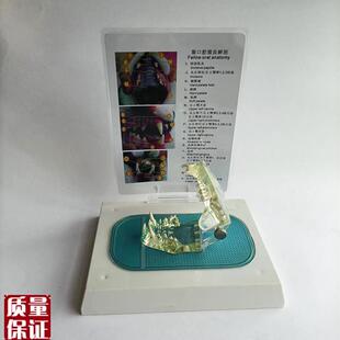 透明猫牙模型f宠物动物骨骼兽医教学教仪猫头骨牙科齿科厂家直