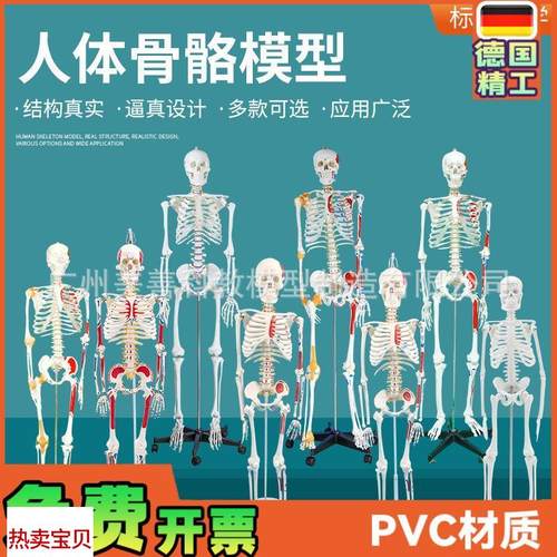 人体骨骼模型全身骨架成人小骷髅教学脊柱模型R仿真小白骷髅标本