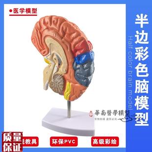 脑模型脑功能g区域色分模型人体大脑解剖模型人脑构造脑结