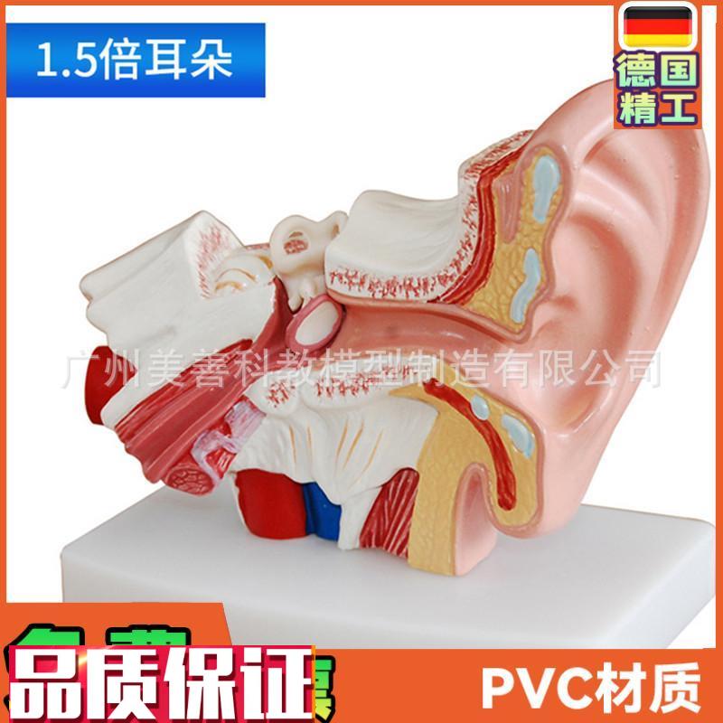 耳模型桌上d型耳解剖模型外中内耳部听觉系统器官耳朵构造教学医