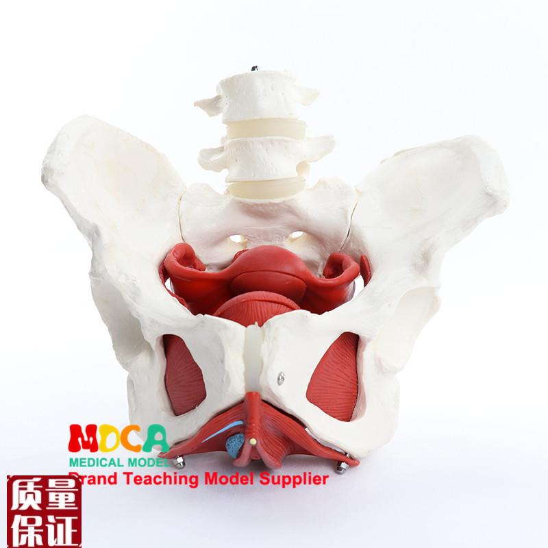 人体仿真骨盆器官模型盆腔结构膀胱E盆底肌肉脊柱脊椎医学教学用