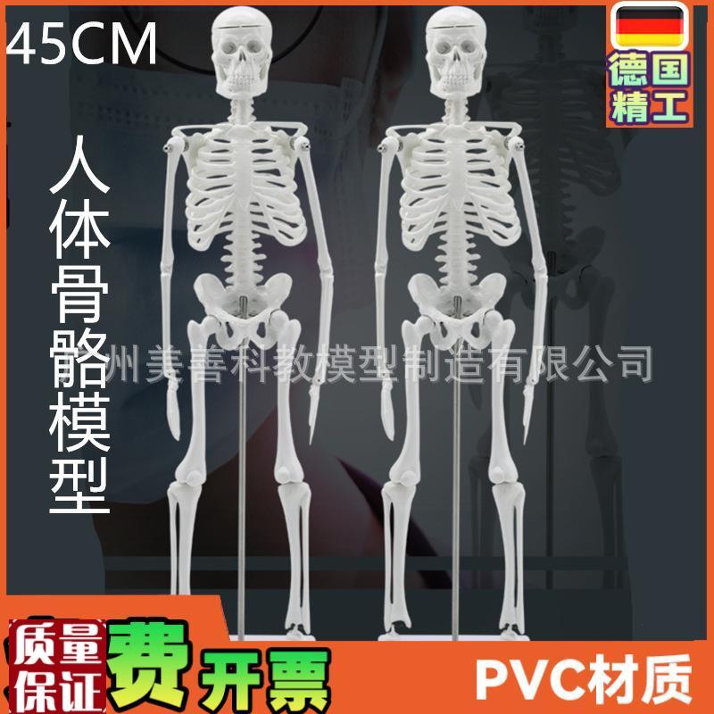 45CM人体骨骼模型可活动z教学模型有支架骨架模型骷髅骨标