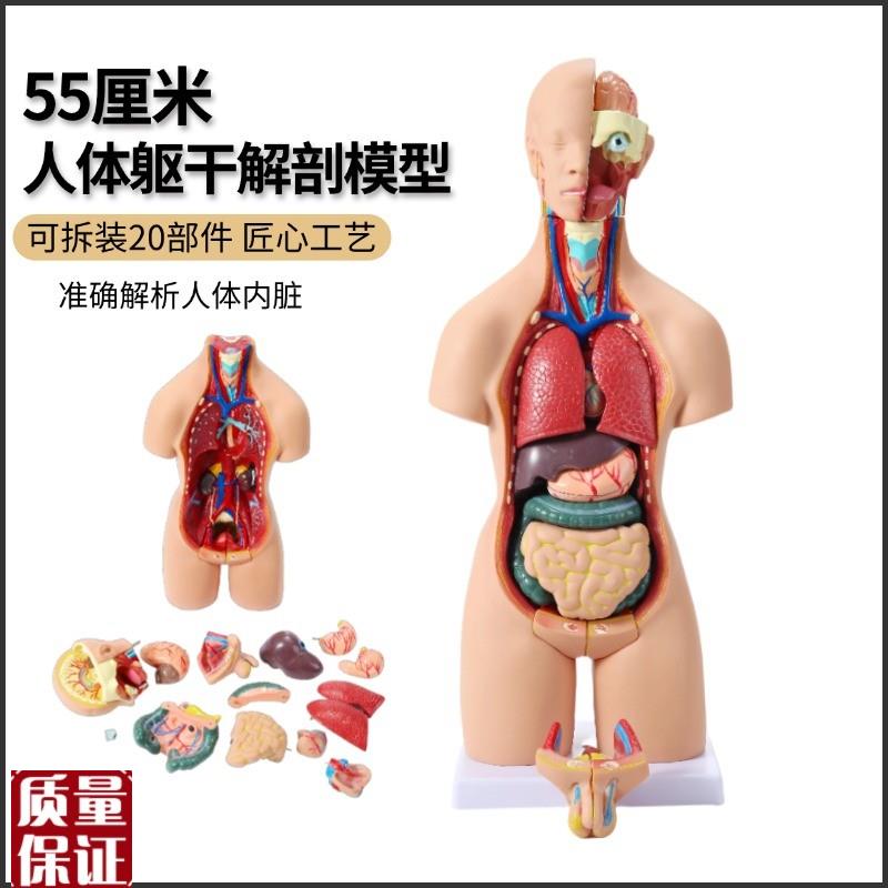 55厘米两性躯干模型五脏六腑可拆分19件人体躯干U内脏解剖器官教
