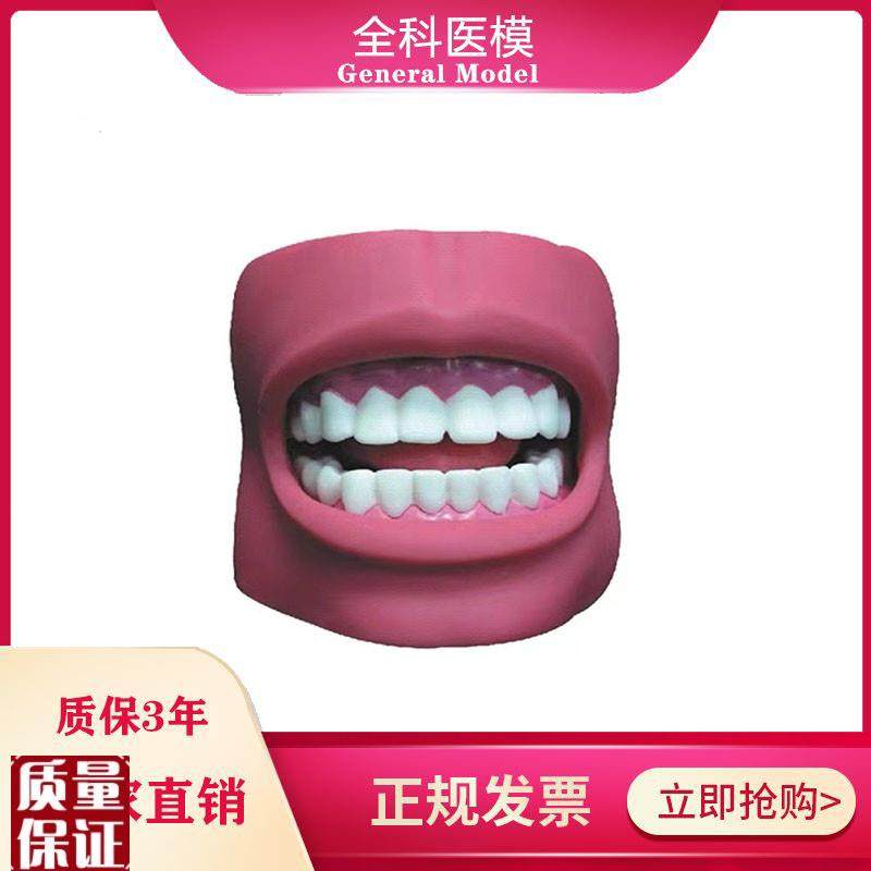 牙护理保健模型(带脸颊自然G大)口腔清洁教学练习模