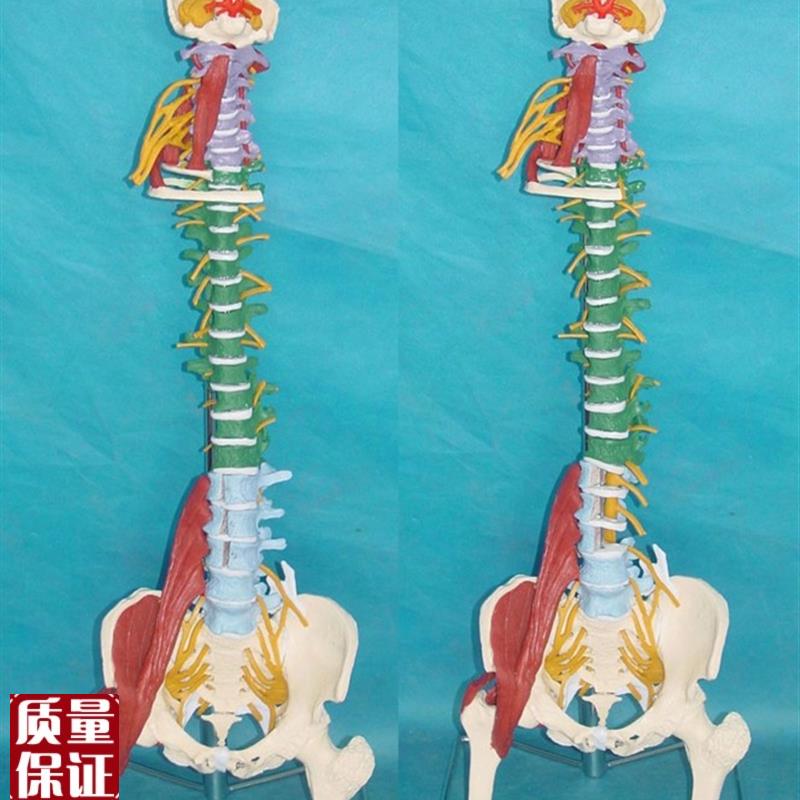 人体1:1多功能软脊椎r模型可弯曲骨骼骨架脊柱医用教学讲解展