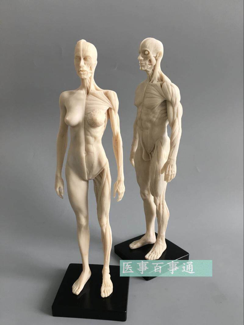 设计绘画CG参考医用头骨胸像 艺用人体肌肉骨Q骼解剖结构模型白胚