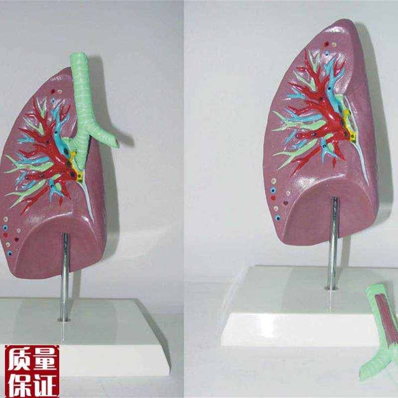 包邮人体肺e.气管解剖模型器官肺解剖模型教学医用讲解标