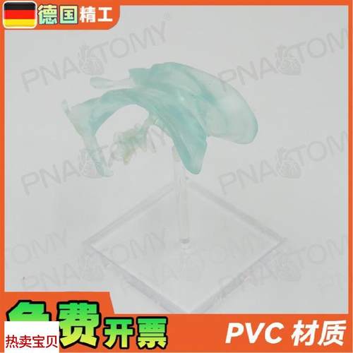 德国】医学人体大脑基地q核脑室杏仁脑丘脑中枢神经放大解剖模型