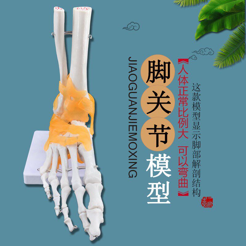 自然大脚关节模h型 踝关节模型 人体骨骼 足部模型 教学培训专用