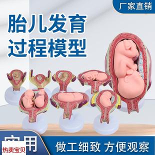 妊娠胚胎发育f胎儿形成发育过程模型计划生育展示胎儿胚胎模型