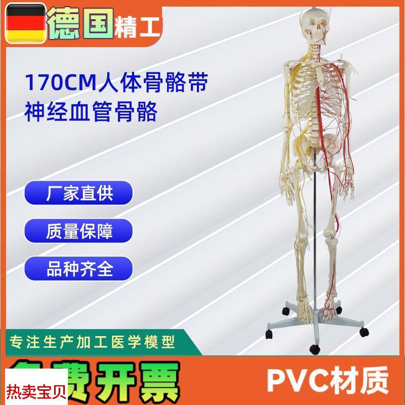 170CM带神经血管骨骼人体骨骼模型医学X展示实验教具