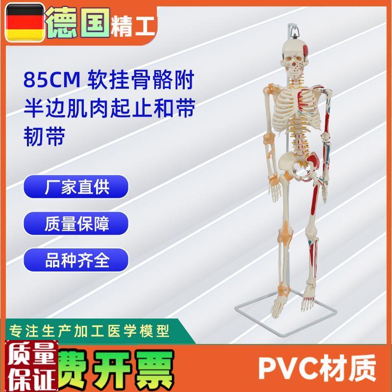 85CM软挂骨骼附半边肌肉起止和带韧带模型人T体骷髅骨架医学模