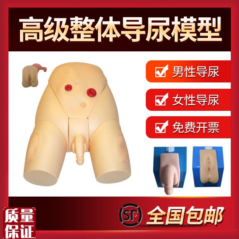 男女性别可互换整体导尿模型着装式G内外生殖器模具护士导尿练