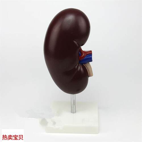 肾解剖附肾上腺模型