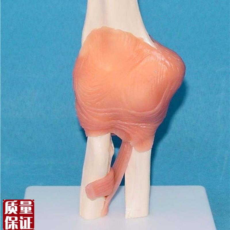 人体肘关节骨骼模型人体关节C骨骼骨架模型医用人体标本模