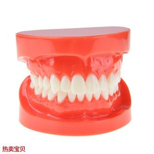 牙科口腔模型标准牙齿模型牙科教学医患沟通口腔P材料饰品M7004
