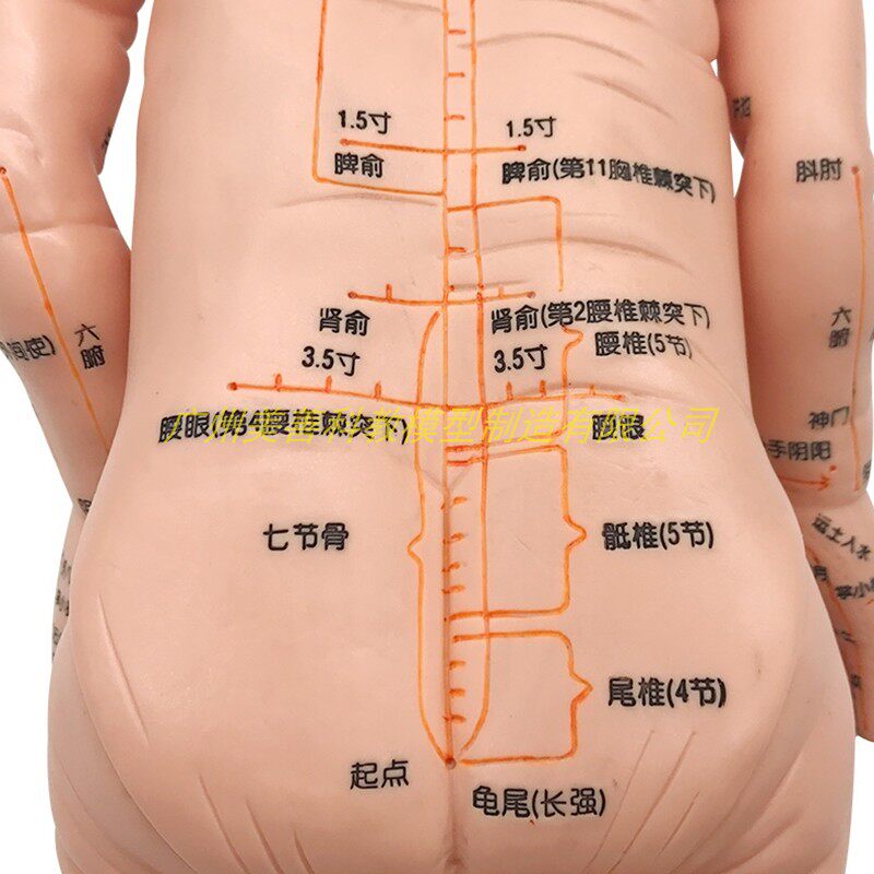 身体穴位经络图中医小儿推拿按摩书q教学月嫂培训娃娃模型宝宝保